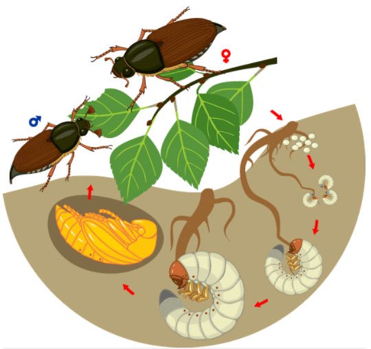 Tìm hiểu về loại bọ cánh cứng phá hoại mùa màng ở Việt Nam