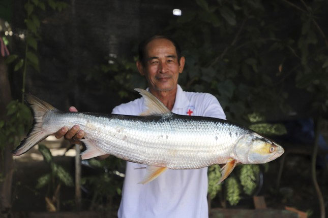 Tìm lại loài cá ma khổng lồ trên sông Mekong