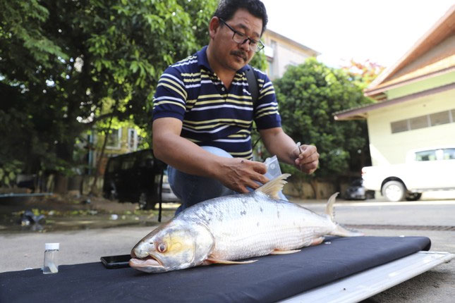 Tìm lại loài cá ma khổng lồ trên sông Mekong