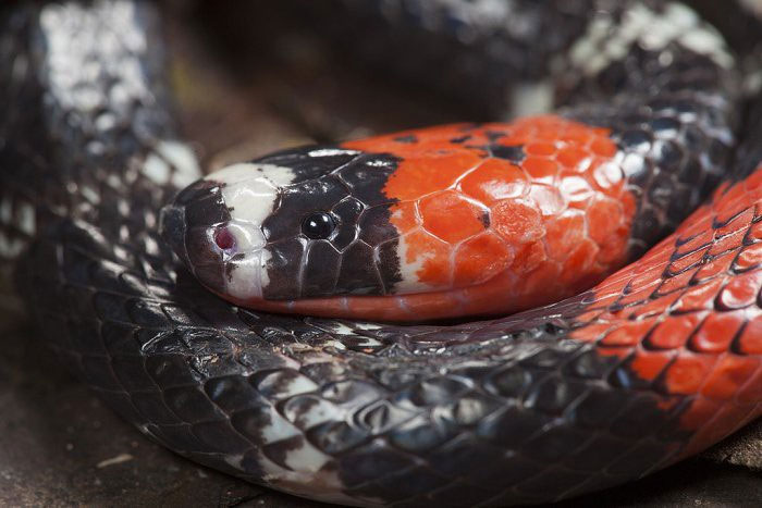 Tìm ra một loài rắn mới, nhưng nơi tìm thấy nó thì không ai có thể tưởng tượng được