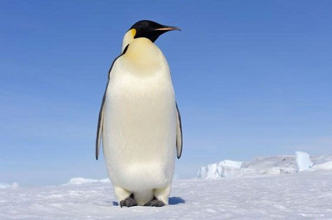 Tìm ra nguyên nhân khiến chim cánh cụt ngừng tiến hóa