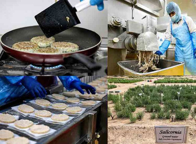Tìm ra siêu cây lương thực có khả năng chịu mặn trên sa mạc