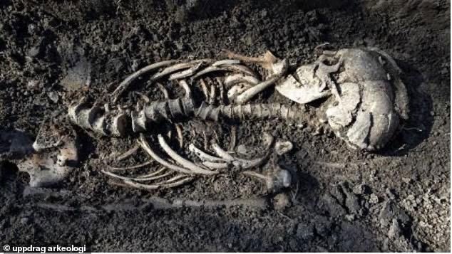 Tìm thấy 7 ngôi mộ 1.000 năm tuổi của người Viking ở Thụy Điển