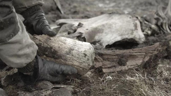 Tìm thấy bằng chứng về sự tồn tại của thợ săn thời kỳ đồ đá ở Bắc Cực