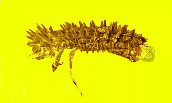 Tìm thấy bọ cánh cứng chết kẹt trong hổ phách 100 triệu năm