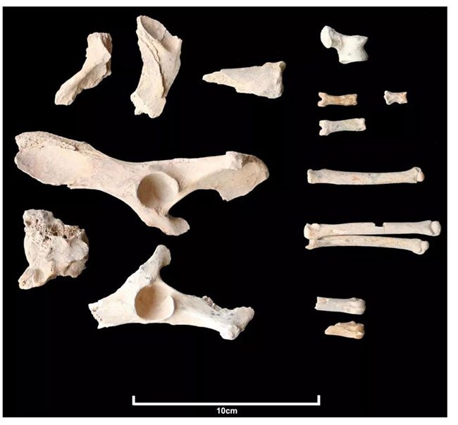 Tìm thấy bộ xương chó 6.000 năm tuổi ở Saudi Arabia