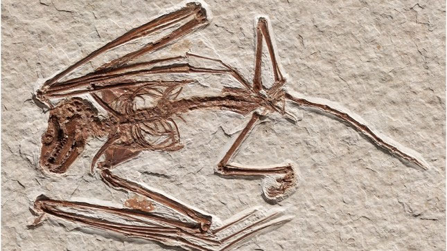 Tìm thấy bộ xương dơi lâu đời nhất thế giới lên tới 52 triệu năm