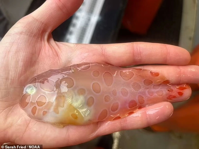 Tìm thấy cá ốc sên trong suốt cực hiếm nơi biển sâu