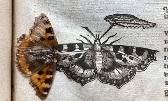 Tìm thấy cánh bướm ép trong sách nguyên vẹn 400 năm