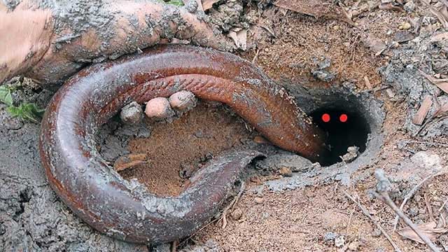 Tìm thấy ếch 2 triệu tuổi vẫn sống trong mỏ dầu: Chìa khóa trường sinh của loài người?