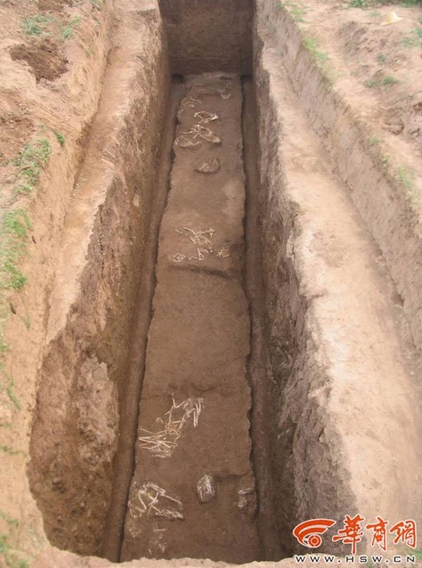 Tìm thấy giống loài chưa từng được biết đến trong lăng mộ bà nội Tần Thủy Hoàng