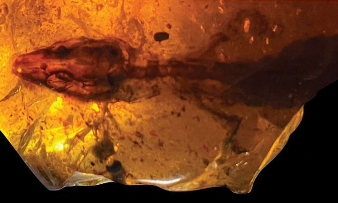 Tìm thấy hổ phách lưu giữ xác thằn lằn 110 triệu năm