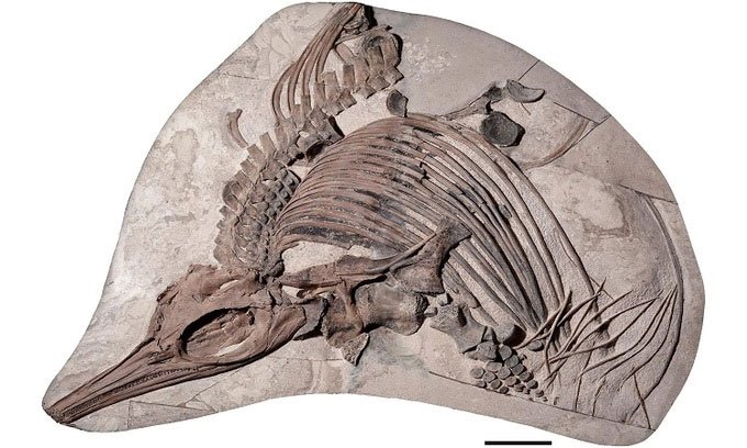 Tìm thấy hóa thạch 150 triệu năm của loài rồng biển mới