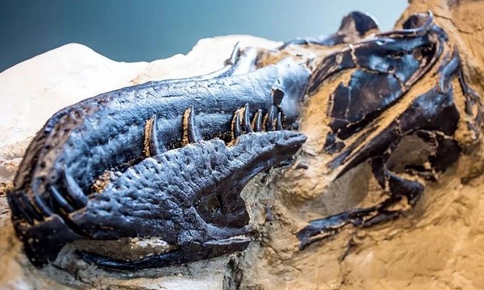 Tìm thấy hóa thạch 67 triệu năm của đôi khủng long chết đè lên nhau