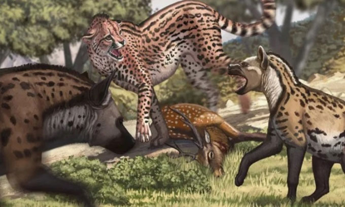 Tìm thấy hóa thạch báo săn lớn nhất từng sống trên Trái đất