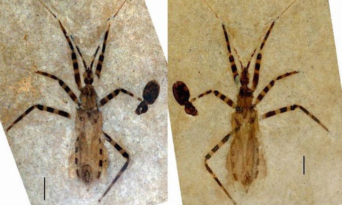 Tìm thấy hóa thạch bọ sát thủ 50 triệu năm tuổi