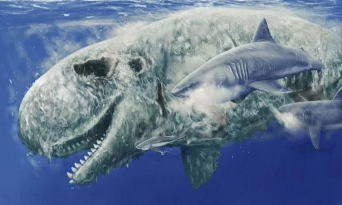 Tìm thấy hóa thạch cá nhà táng bị cá mập cắn mũi