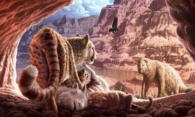 Tìm thấy hóa thạch của đôi báo săn tử chiến tới chết cách đây 20.000 năm