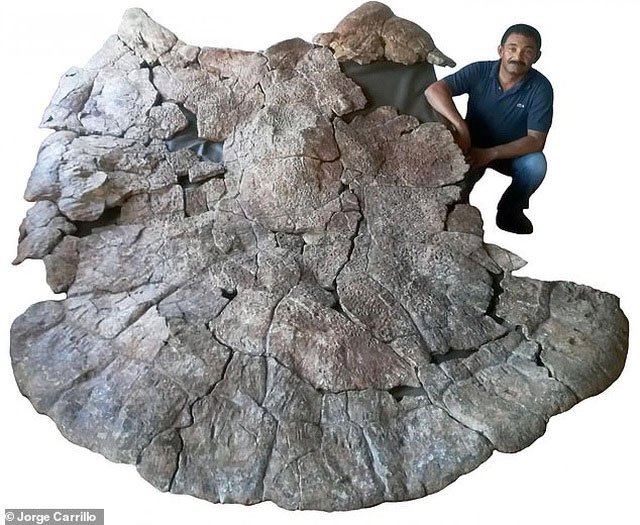 Tìm thấy hoá thạch của rùa khổng lồ ăn thịt rắn ở Nam Mỹ