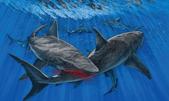 Tìm thấy hóa thạch hiếm của cá mập bị đồng loại ăn thịt