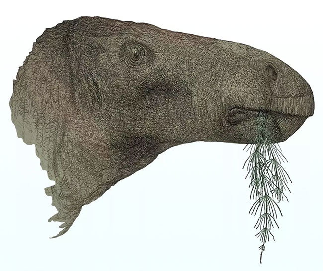 Tìm thấy hóa thạch khủng long hoàn chỉnh nhất trong một thế kỷ ở Anh