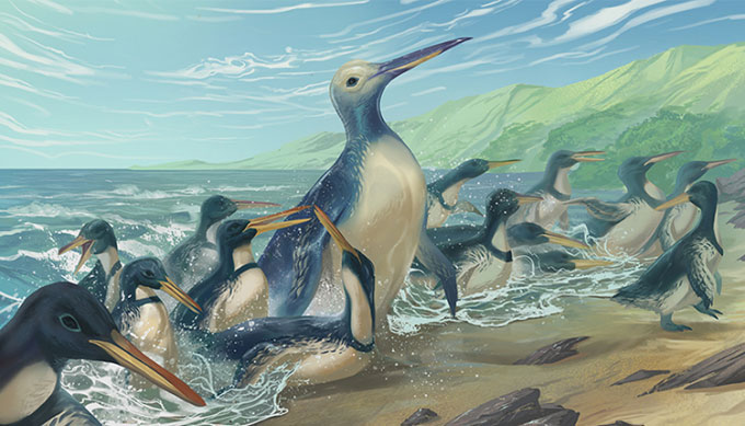 Tìm thấy hóa thạch loài chim cánh cụt lớn nhất từng tồn tại