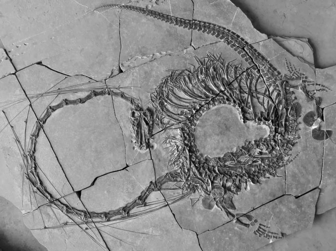 Tìm thấy hóa thạch rồng Trung Quốc sống cách đây 240 triệu năm
