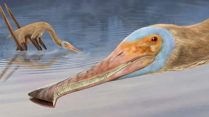 Tìm thấy hóa thạch thằn lằn bay kỳ dị có gần 500 chiếc răng