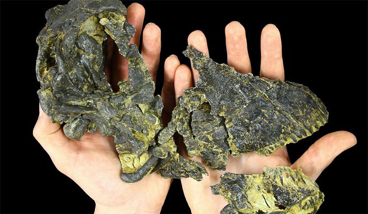Tìm thấy hộp sọ “siêu nhỏ” của loài khủng long ăn cỏ khổng lồ