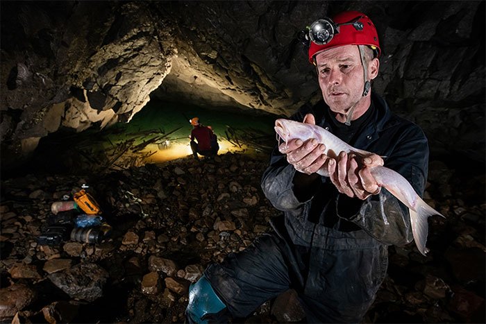 Tìm thấy loài cá kỳ lạ sống trong hang động