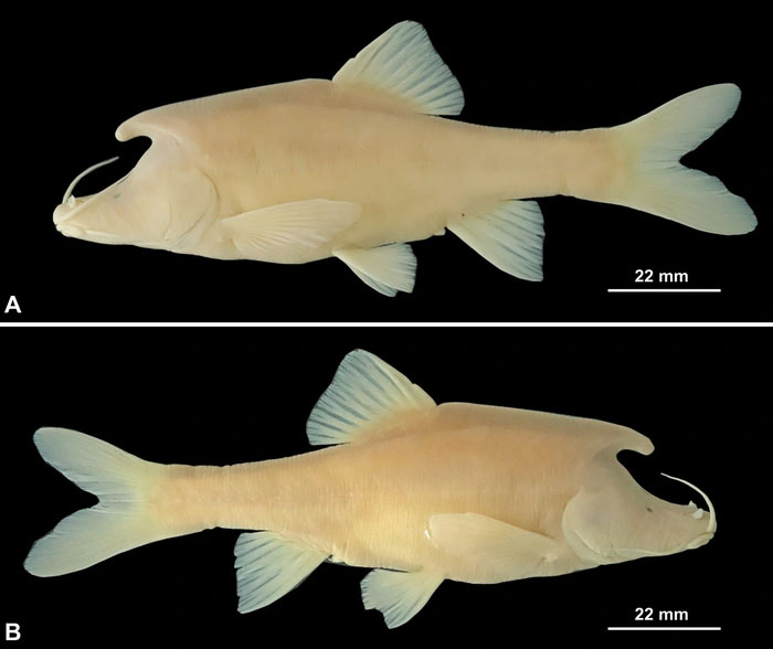 Tìm thấy loài cá mới kỳ lạ, có cấu trúc giống sừng bí ẩn ở phía sau đầu