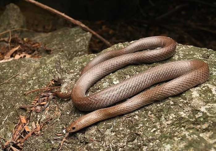 Tìm thấy loài rắn mới có răng nanh hình lưỡi dao, leo vách đá dựng đứng ở Thái Lan