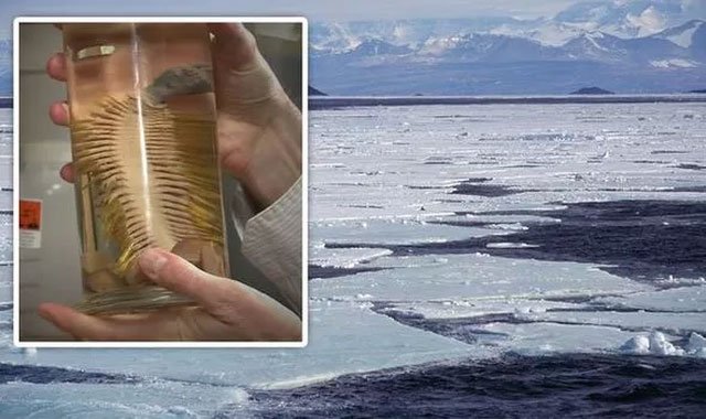 Tìm thấy loài sinh vật mới ở Nam Cực dưới lớp băng 1000 mét