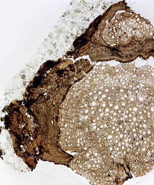 Tìm thấy mặt cắt hóa thạch cây nho 18,5 triệu năm tuổi