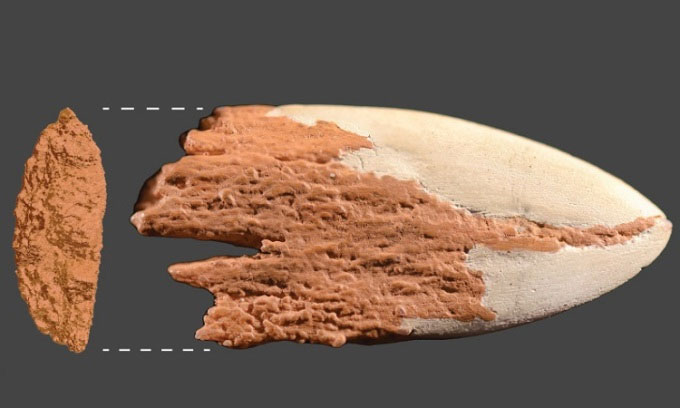 Tìm thấy mũi lao 13.900 năm găm trên xương voi răng mấu