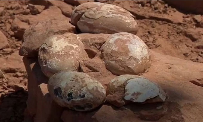 Tìm thấy ổ trứng khủng long hóa thạch 60 triệu năm tại Brazil