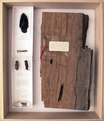 TÌm thấy xác đôi bọ cánh cứng nguyên vẹn 4.000 năm trong khúc gỗ