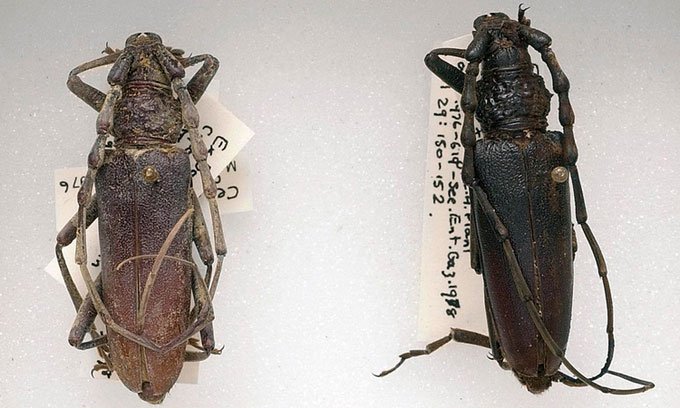 TÌm thấy xác đôi bọ cánh cứng nguyên vẹn 4.000 năm trong khúc gỗ