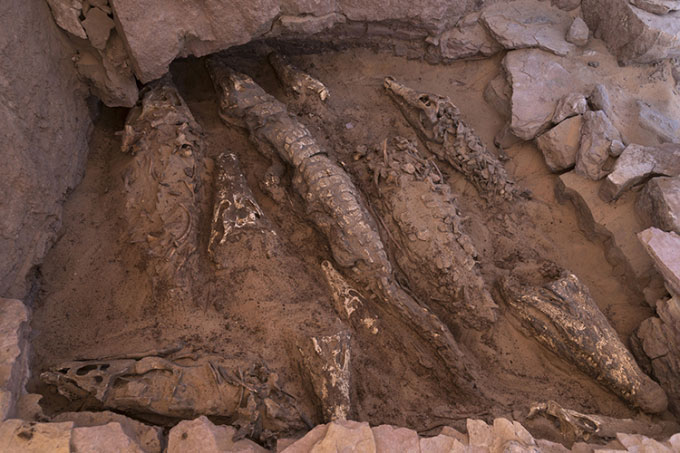 Tìm thấy xác ướp cá sấu bị chặt đầu bí ẩn trong mộ cổ Ai Cập