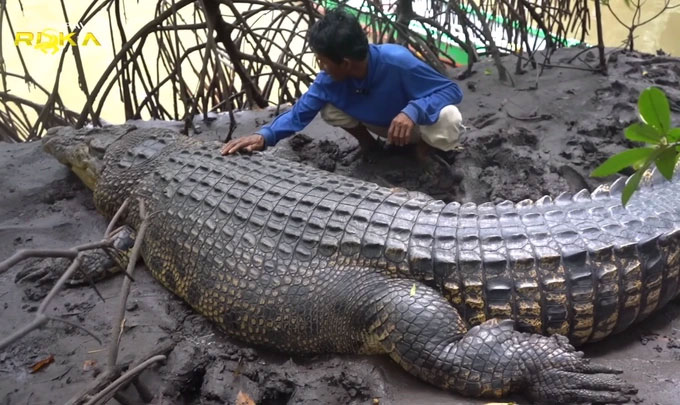 Tình bạn kỳ lạ của một ngư dân và con cá sấu dài 4 mét