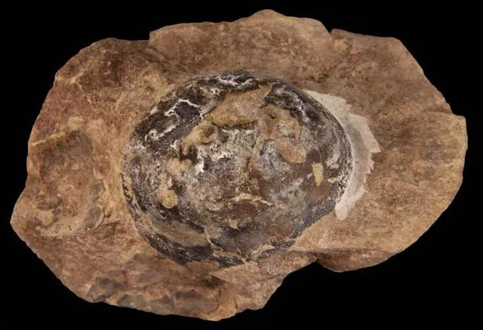 Tổ khủng long 193 triệu năm tuổi chứa trứng với phôi nguyên vẹn vừa được phát hiện ở Argentina
