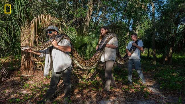 Tóm gọn trăn Miến Điện khổng lồ dài hơn 5m ở Florida
