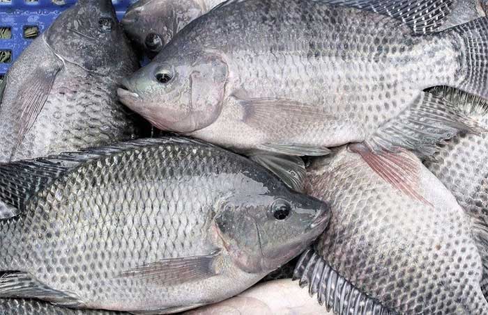 Tổng hợp các loài cá nước ngọt phổ biến tại Việt Nam bạn nên biết