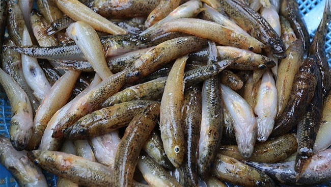 Tổng hợp các loài cá nước ngọt phổ biến tại Việt Nam bạn nên biết