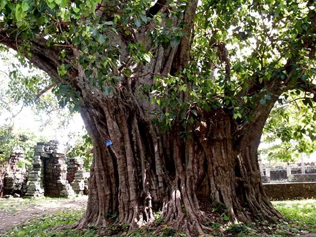 Top 10 cây cổ thụ nhất Việt Nam có thể bạn không biết