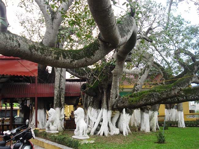 Top 10 cây cổ thụ nhất Việt Nam có thể bạn không biết