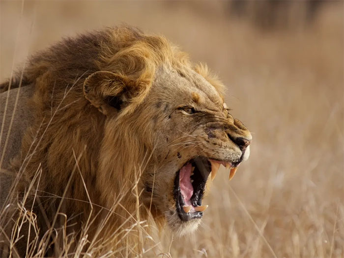 Top 10 con sư tử đực mạnh mẽ nhất trong lịch sử