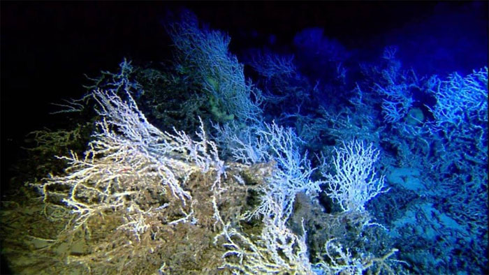 Top 10 điều bí ẩn gây sốc nhất về đáy đại dương