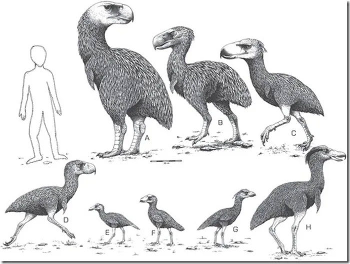 Top 10 loài chim tiền sử hung ác nhất trên đời