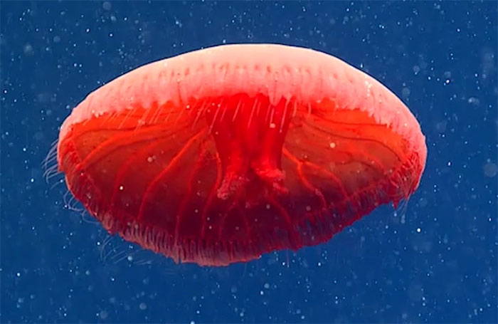 Top 10 sinh vật kỳ quái nhất được tìm thấy dưới đại dương năm 2021